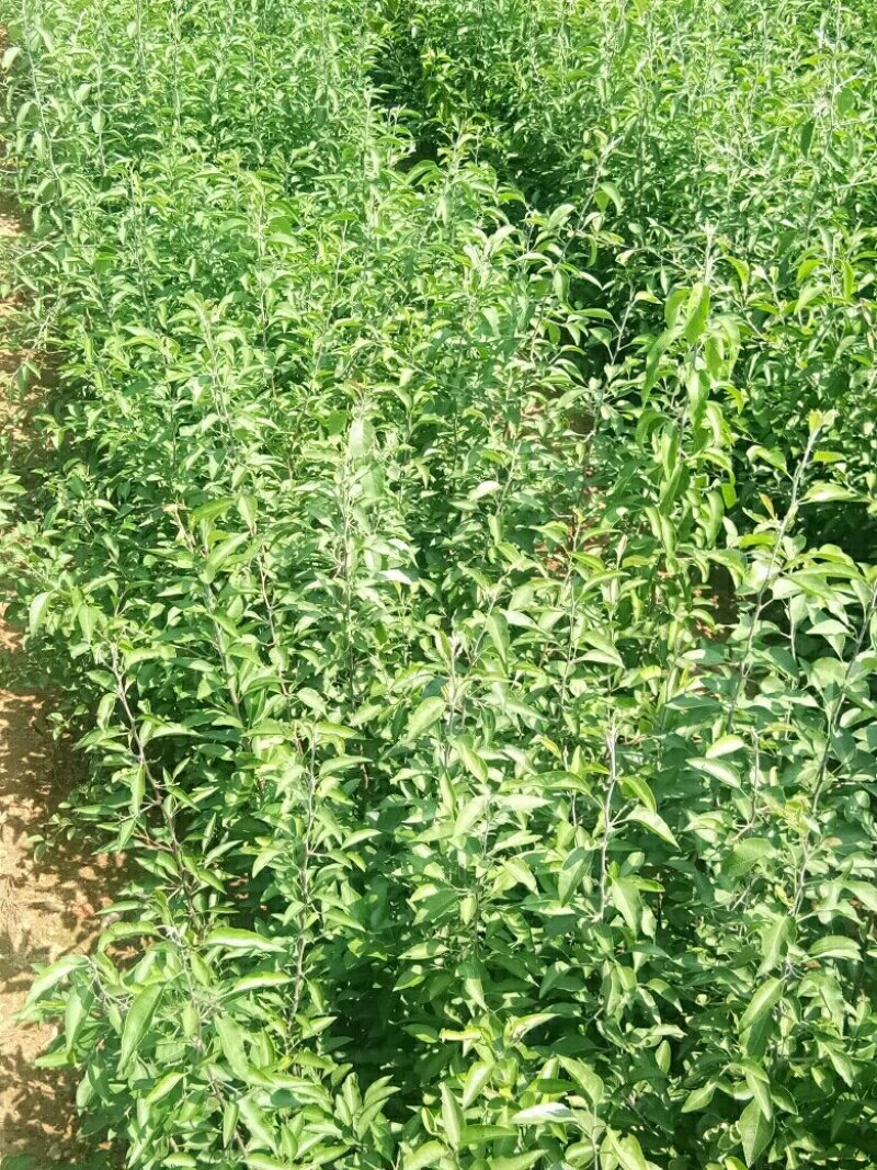 苹果苗，各种果树苗