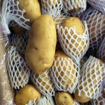 土豆大量荷兰十五土豆出库了全国各地发货