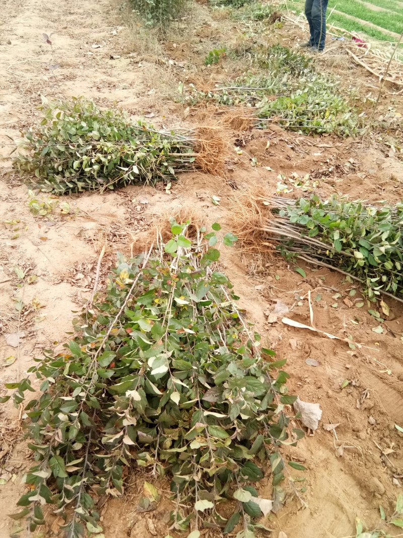 苹果苗，各种果树苗
