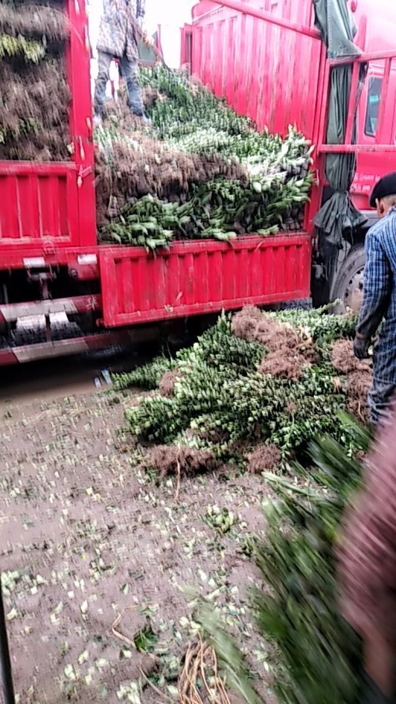 常年供应冬青床苗地栽苗50公分至1米左右