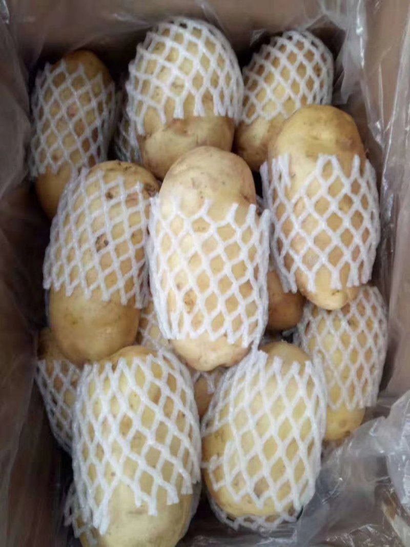 荷兰十五土豆山东土豆质量杠杠滴货源充足