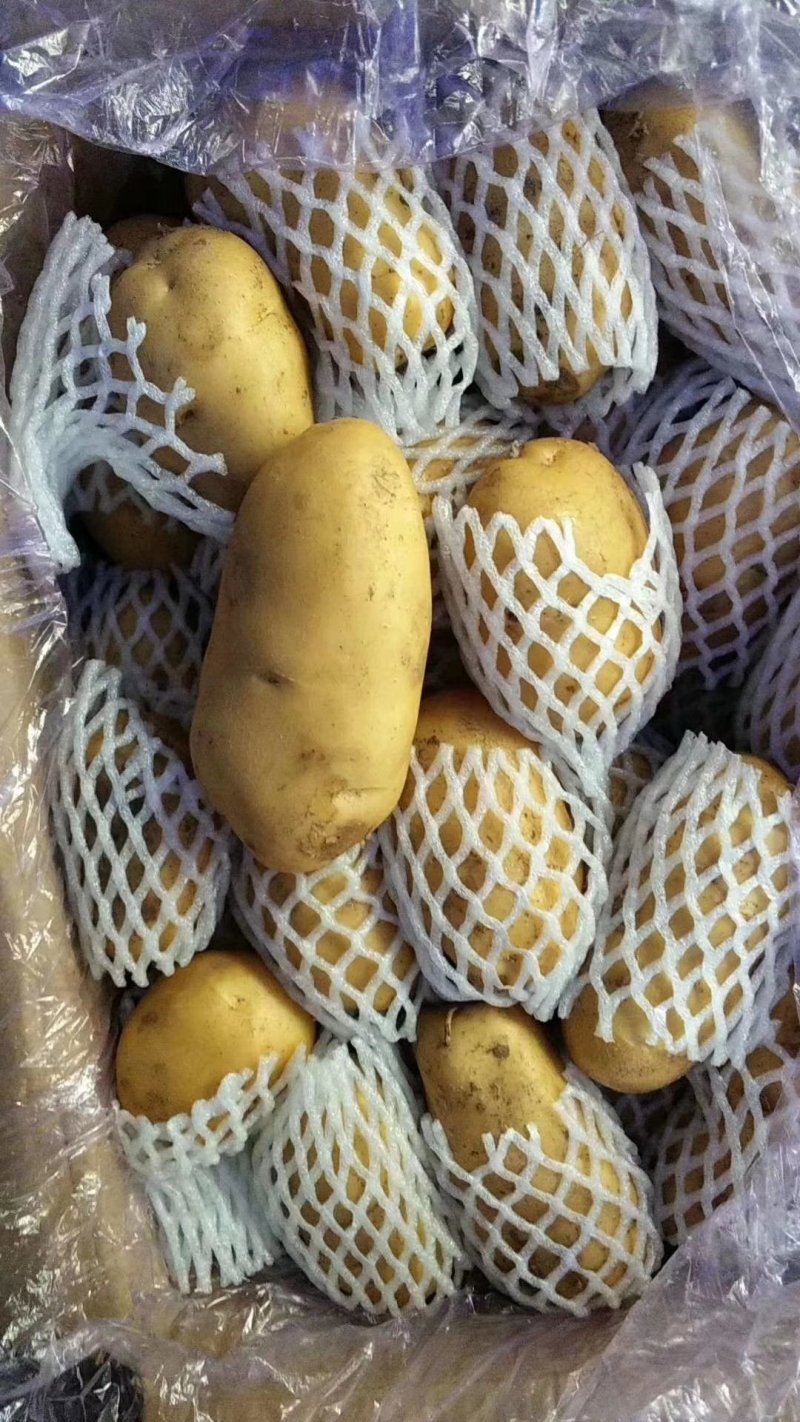 荷兰十五土豆山东土豆质量杠杠滴货源充足
