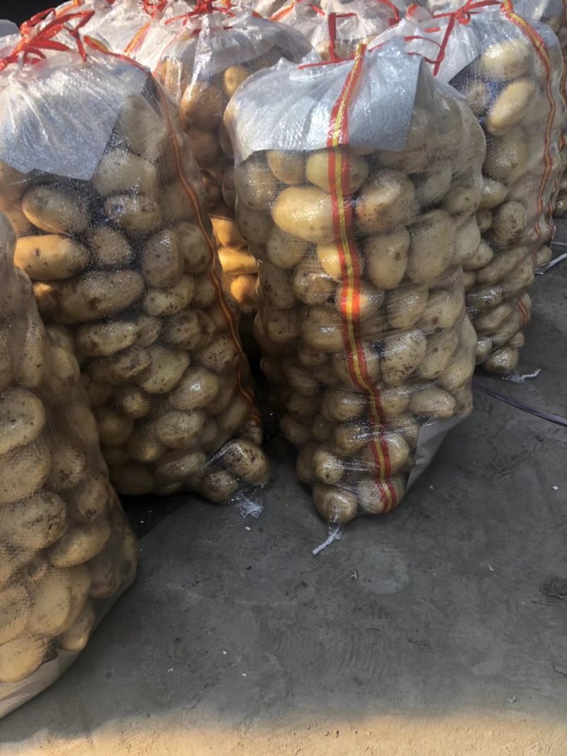 荷兰十五土豆山东土豆质量杠杠滴货源充足