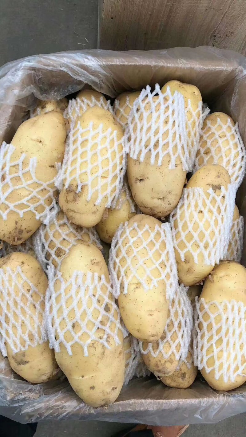 荷兰十五土豆山东土豆质量杠杠滴货源充足