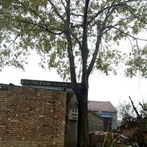 野生皂角树（35年树龄）一棵