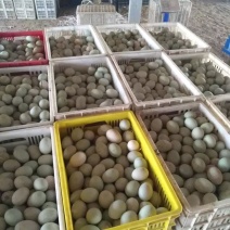 青壳鸭蛋