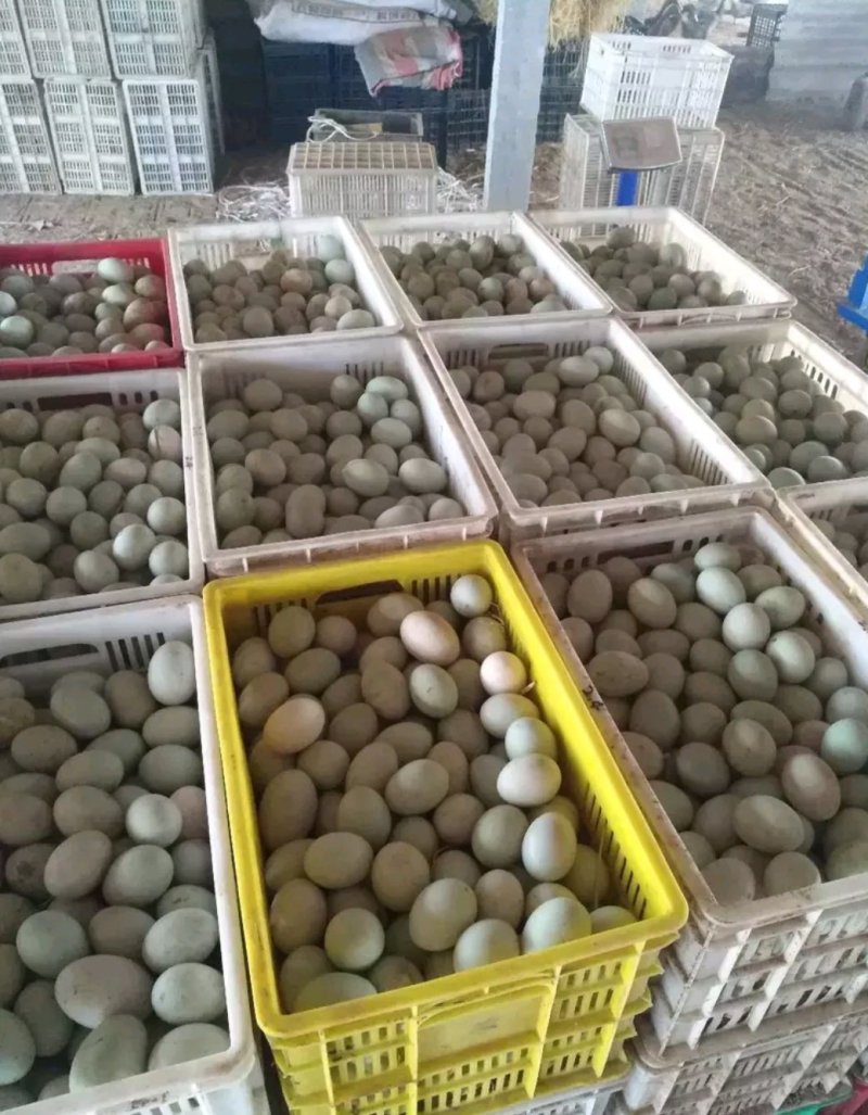青壳鸭蛋