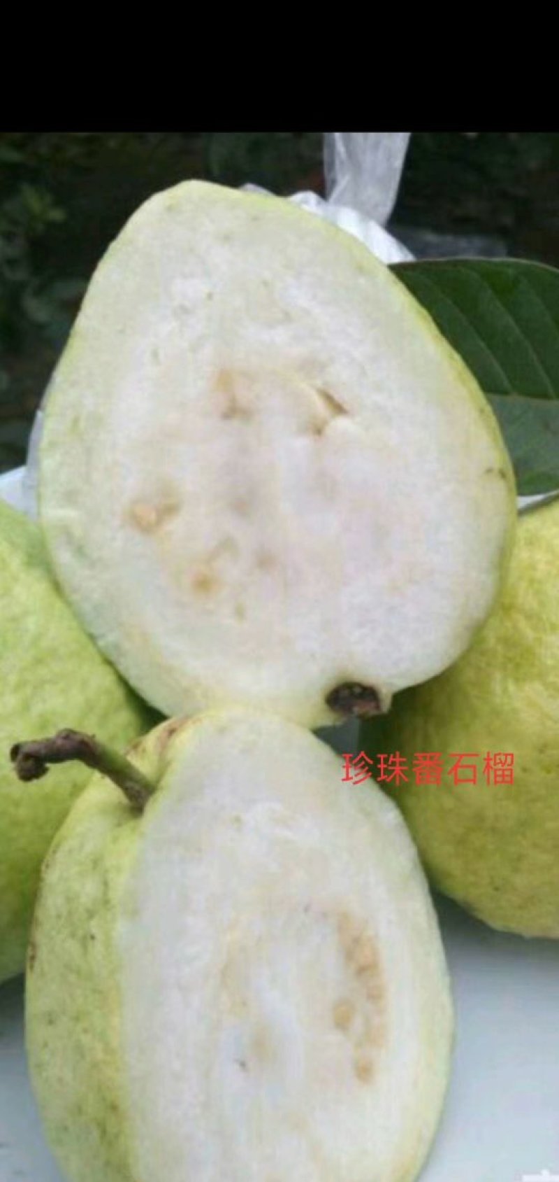 新品种：四季番西瓜芭乐石榴苗