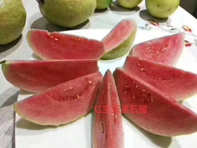 新品种：四季番西瓜芭乐石榴苗
