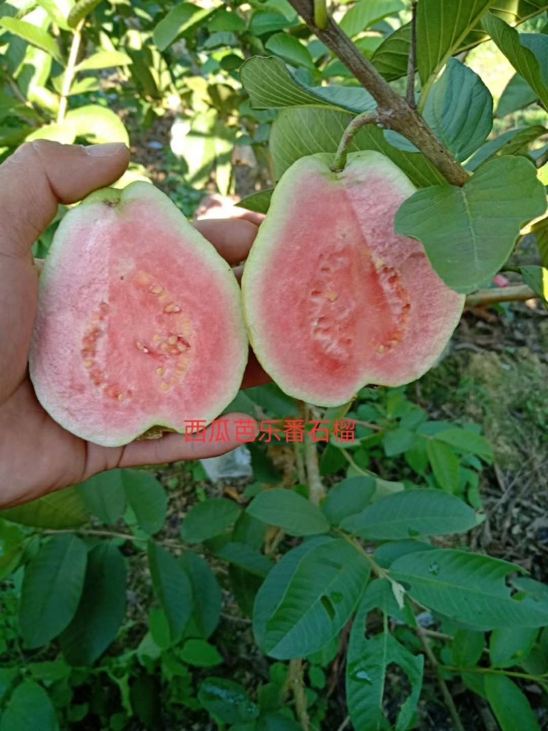 新品种：四季番西瓜芭乐石榴苗