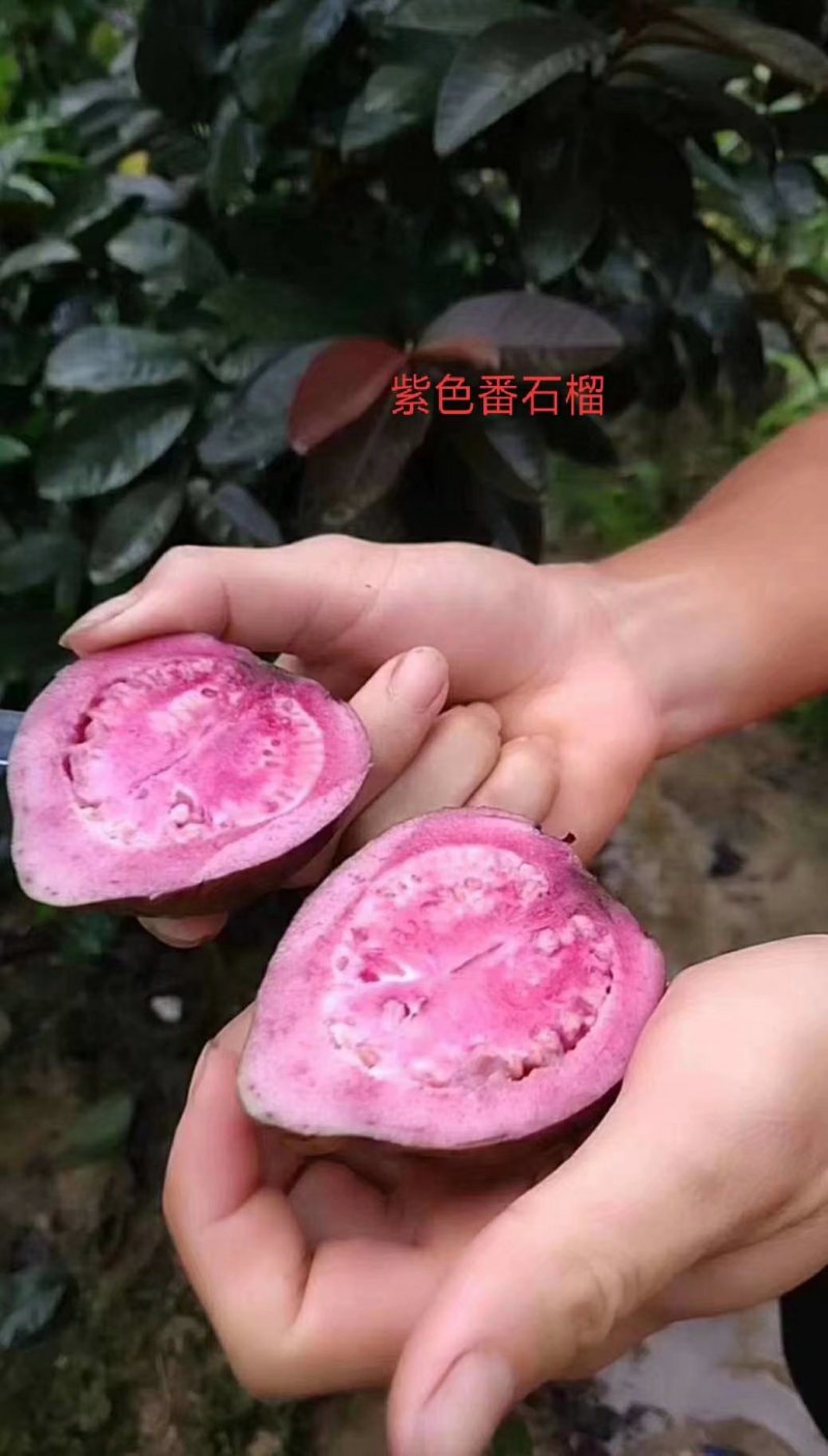 新品种：四季番西瓜芭乐石榴苗