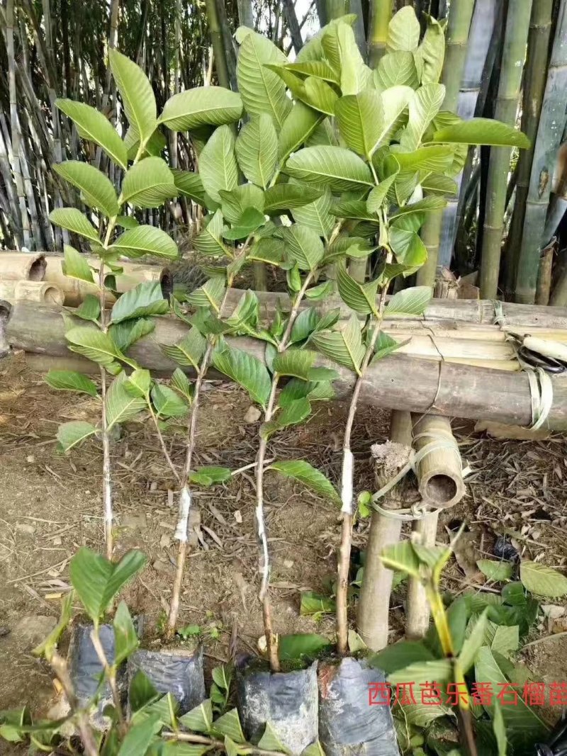新品种：四季番西瓜芭乐石榴苗
