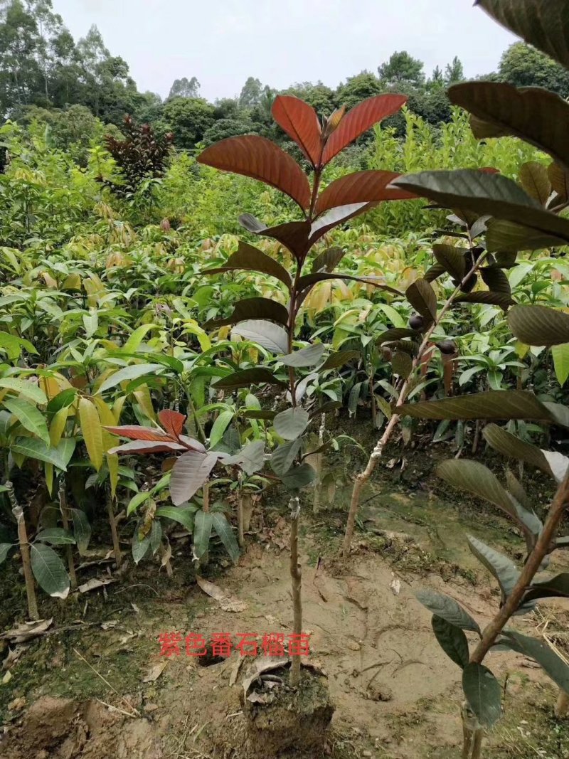 新品种：四季番西瓜芭乐石榴苗
