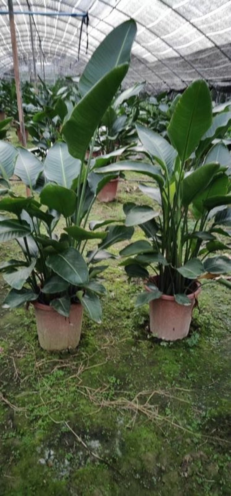 天堂鸟