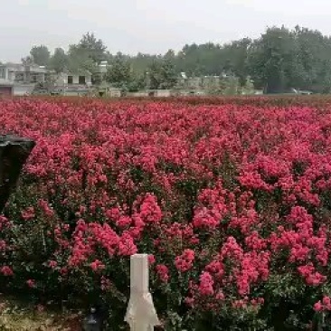 美国三红紫薇，三季红枫，红叶石楠正在热销
