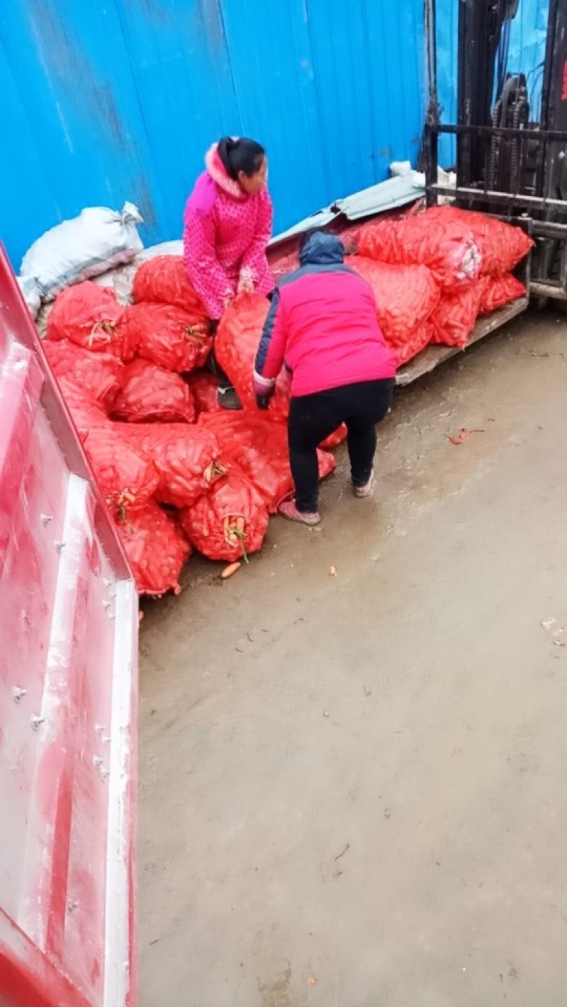 加工厂胡萝卜，土货，原地通胡萝卜，养殖厂胡萝卜，货源充足