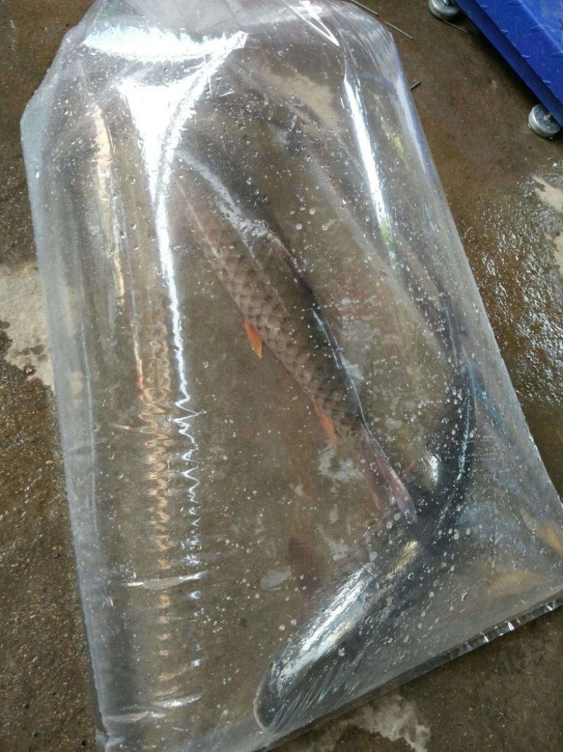 本鱼场大量成品军鱼，和军鱼苗欢迎新老客户订购！