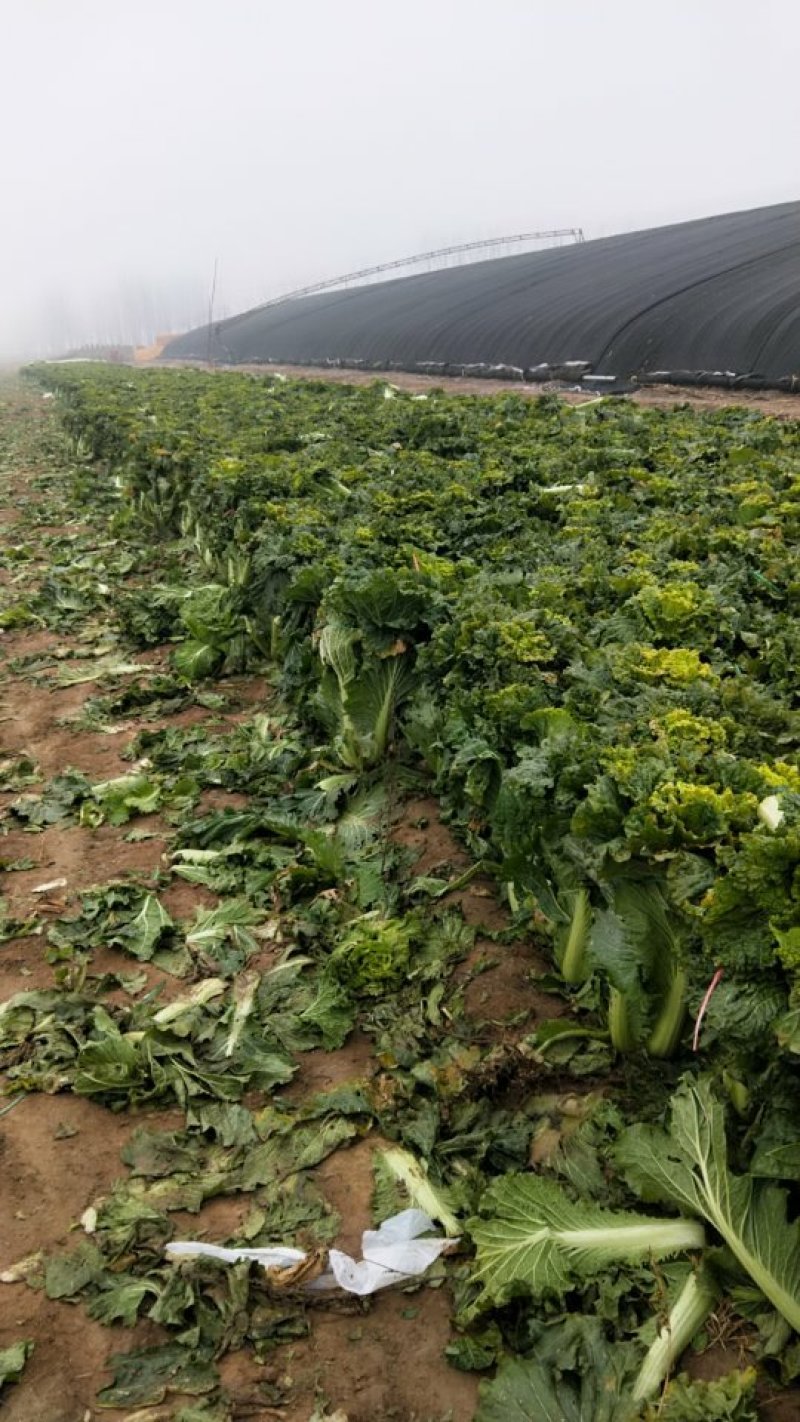 津青75大白菜，农场长期出售