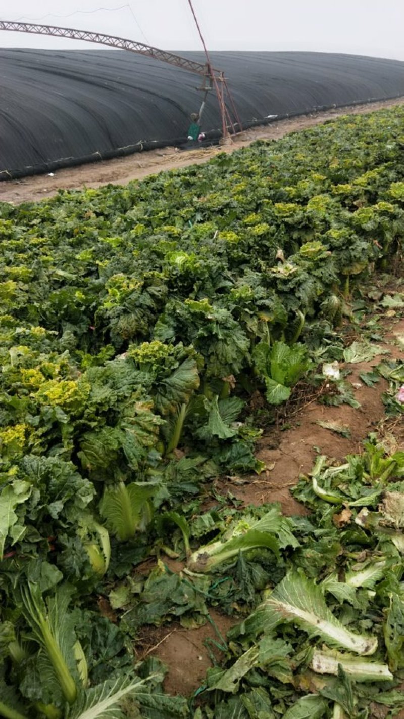 津青75大白菜，农场长期出售