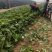 津青75大白菜，农场长期出售