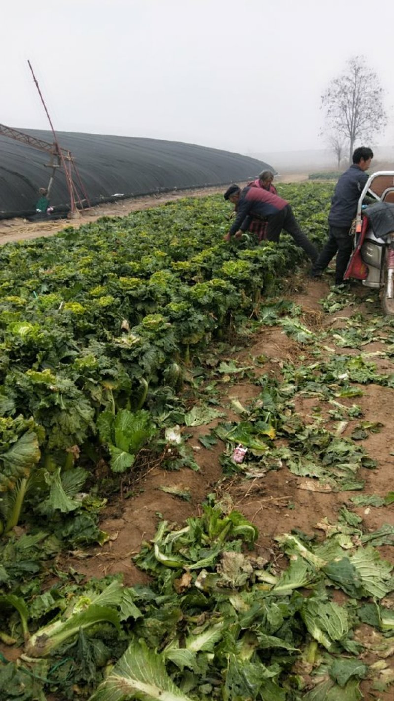 津青75大白菜，农场长期出售