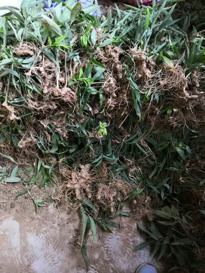 姜黄精种苗有售，需要的联系我。