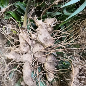 姜黄精种苗有售，需要的联系我。