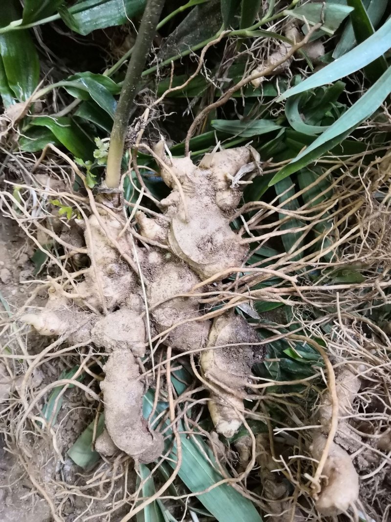 姜黄精种苗有售，需要的联系我。
