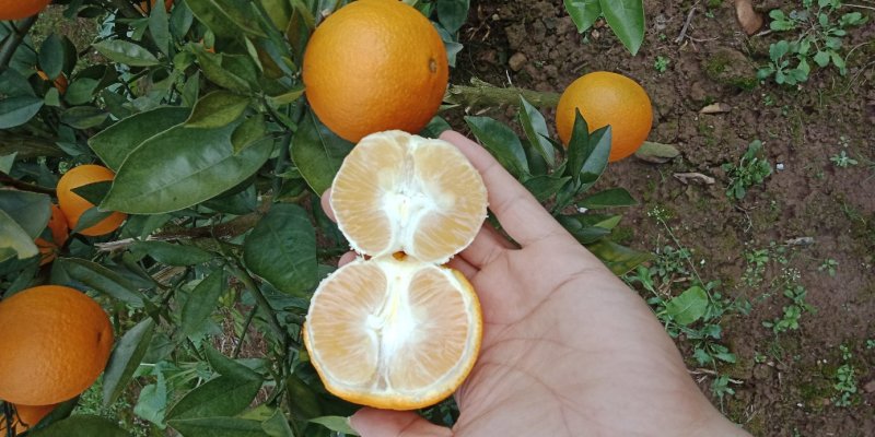 蜜香橙