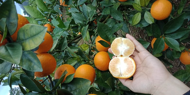 蜜香橙