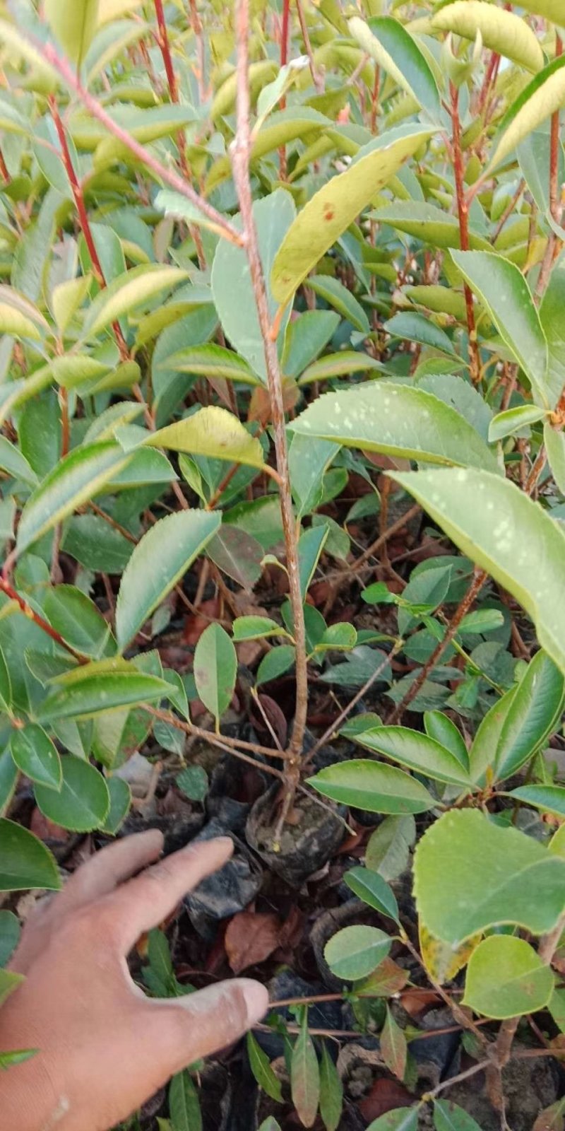 红叶石楠小杯苗大杯苗大桶苗均有红叶石楠球