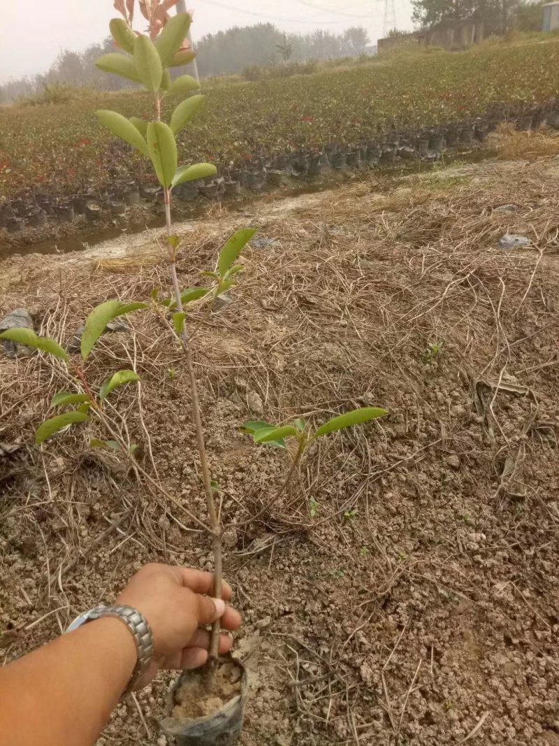 红叶石楠小杯苗大杯苗大桶苗均有红叶石楠球