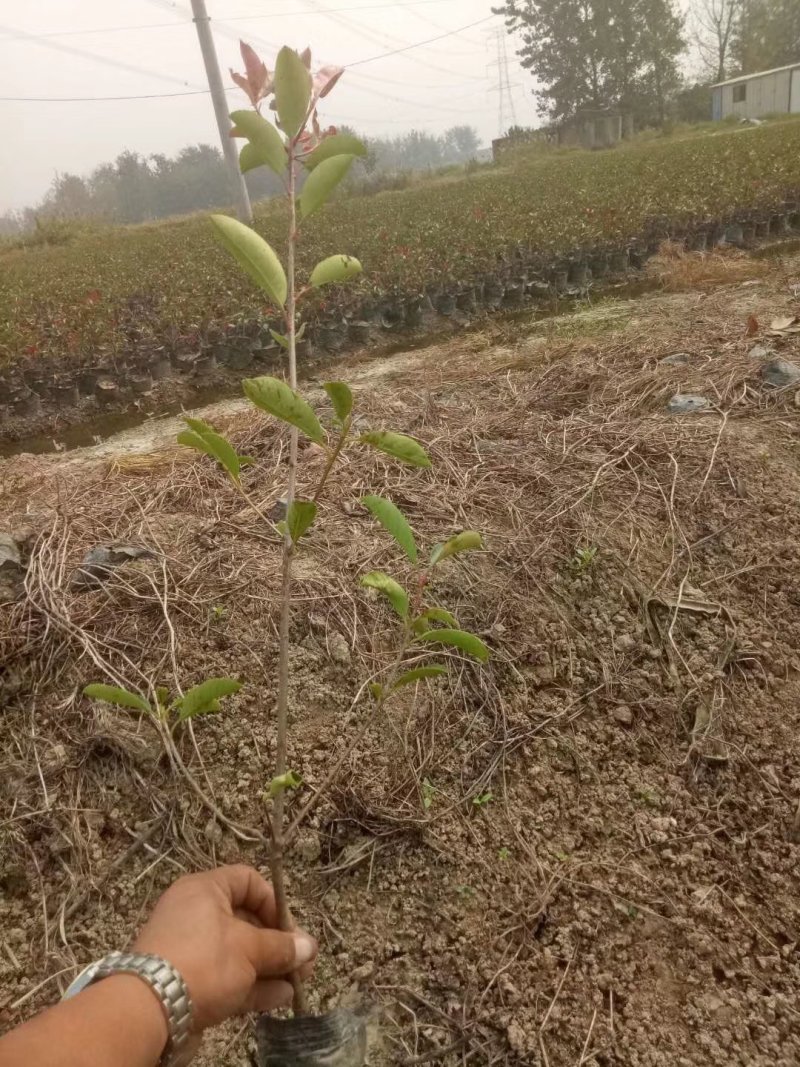 红叶石楠小杯苗大杯苗大桶苗均有红叶石楠球