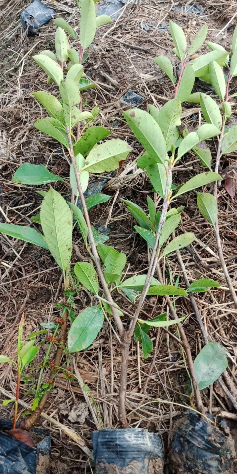 红叶石楠小杯苗大杯苗大桶苗均有红叶石楠球