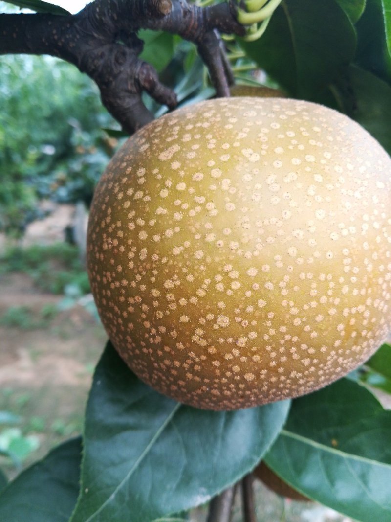 秋月梨树苗