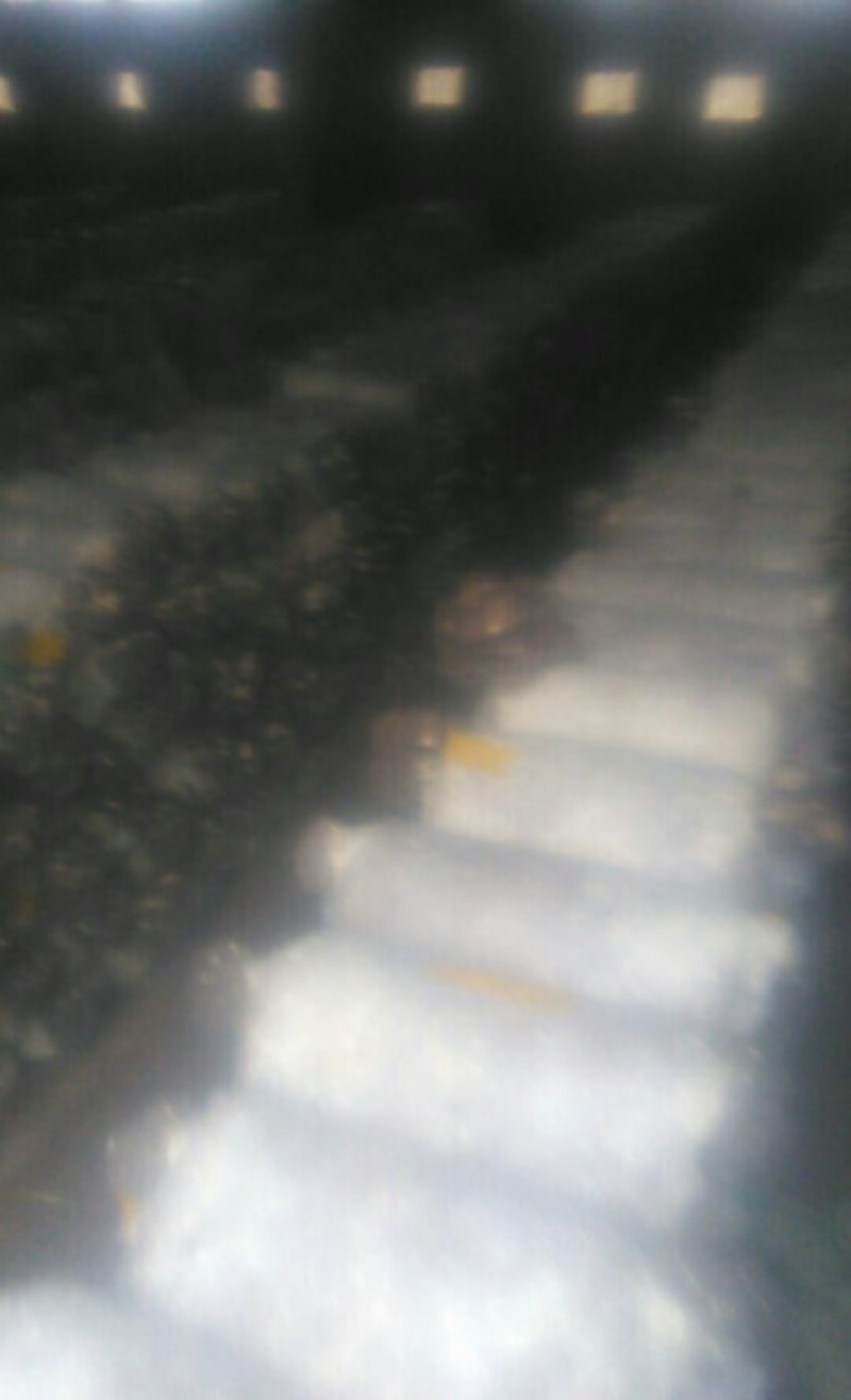 平菇菌棒，十斤一个