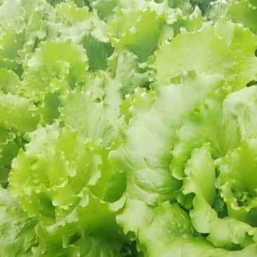 生菜