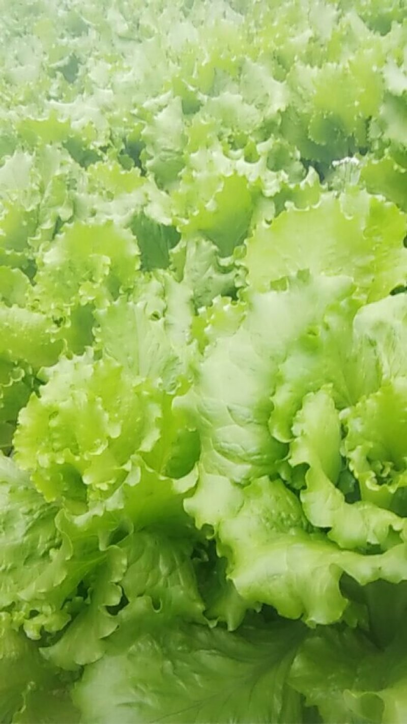 生菜
