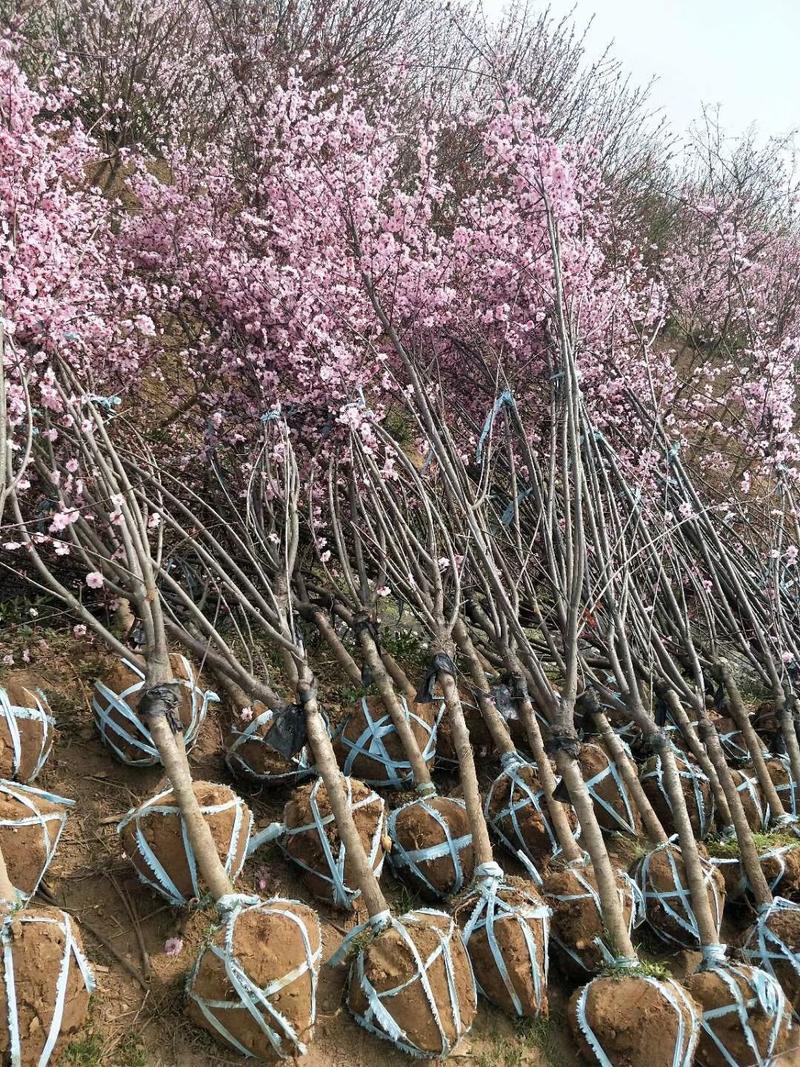 精品美人梅红梅苗圃直供8公分品种齐全梅花桃树嫁接榆叶梅