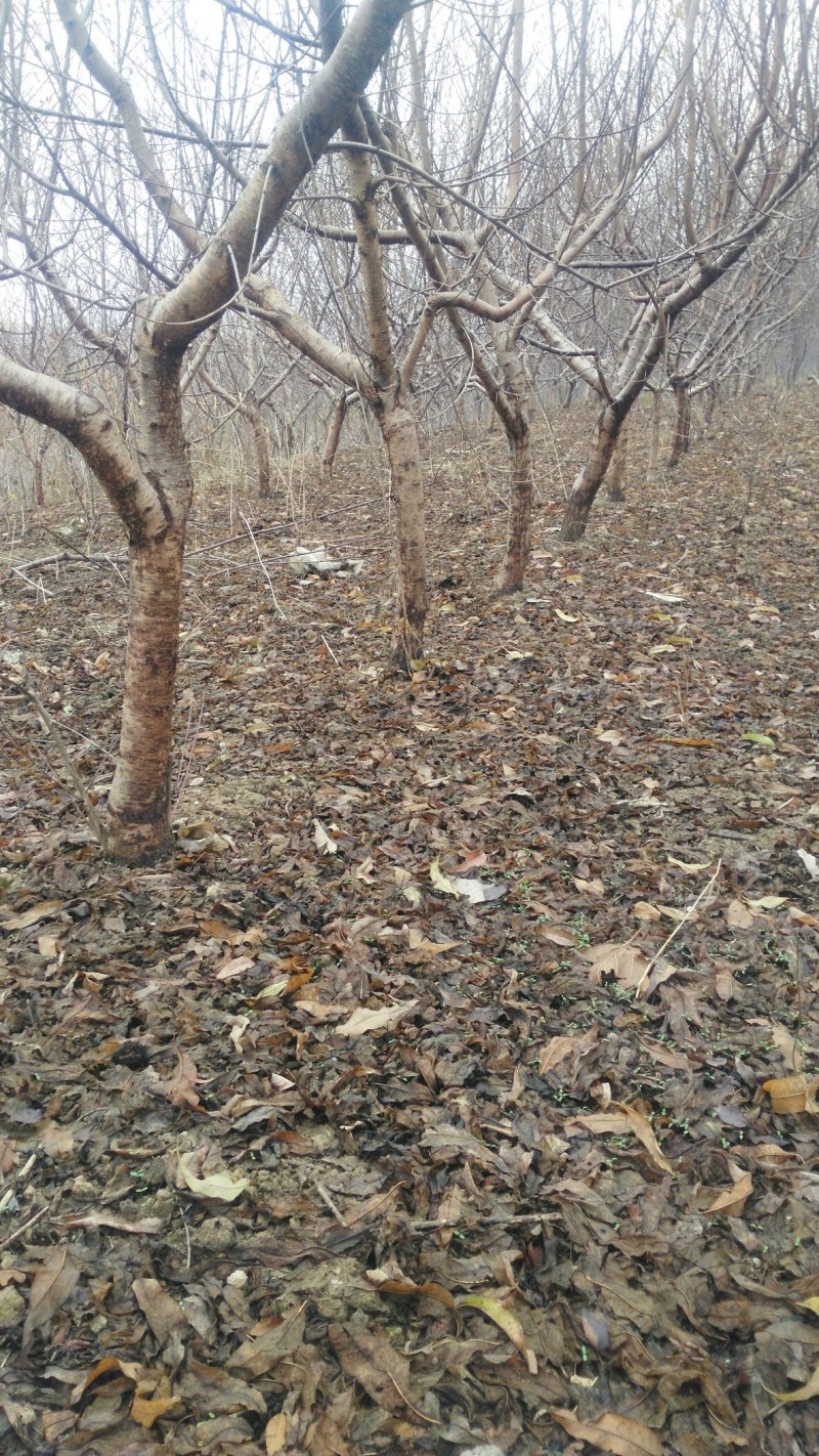 占地桃树，精品桃树，品种桃树