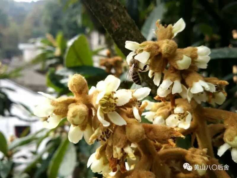 黄山土蜂枇杷蜜瓶/2斤