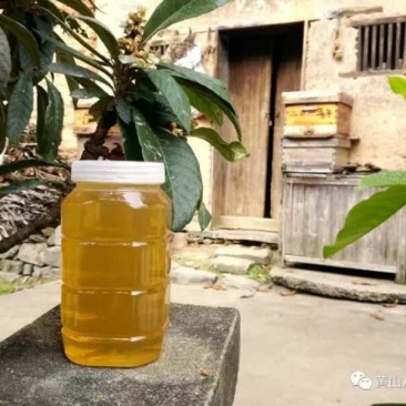 黄山土蜂枇杷蜜瓶/2斤