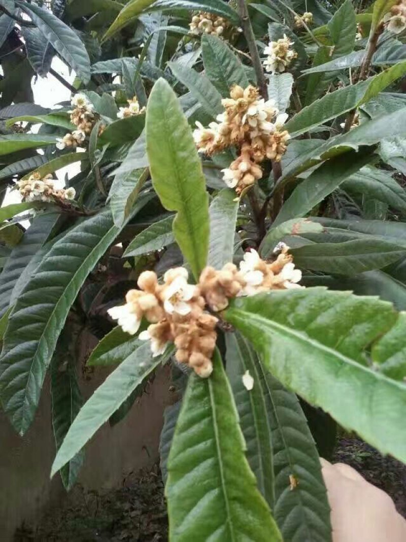 黄山土蜂枇杷蜜瓶/2斤