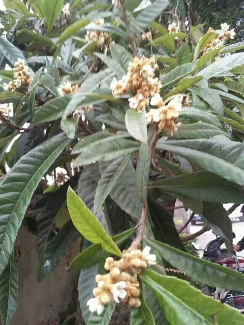 黄山土蜂枇杷蜜瓶/2斤