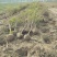 石榴花石榴果实榴3-8公分均有5公分装车95