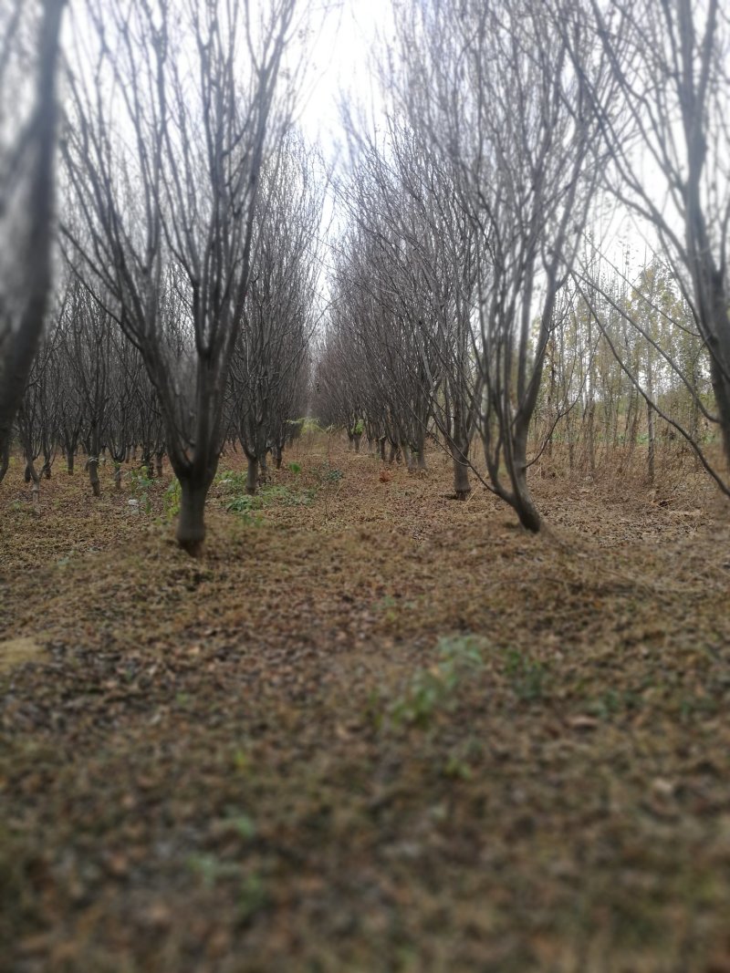 紫叶李，丛生木槿，木槿、核桃苗、石榴苗
