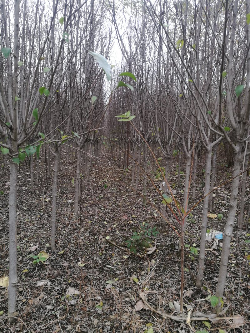 紫叶李，丛生木槿，木槿、核桃苗、石榴苗