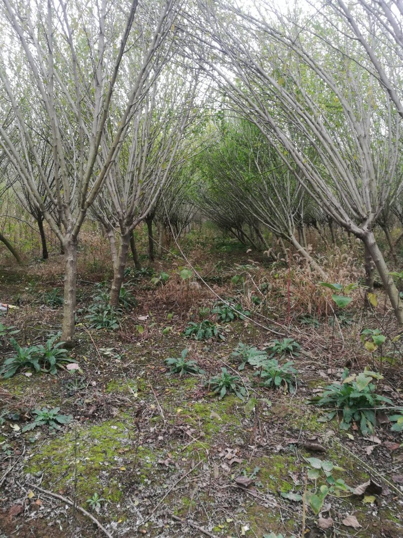 紫叶李，丛生木槿，木槿、核桃苗、石榴苗