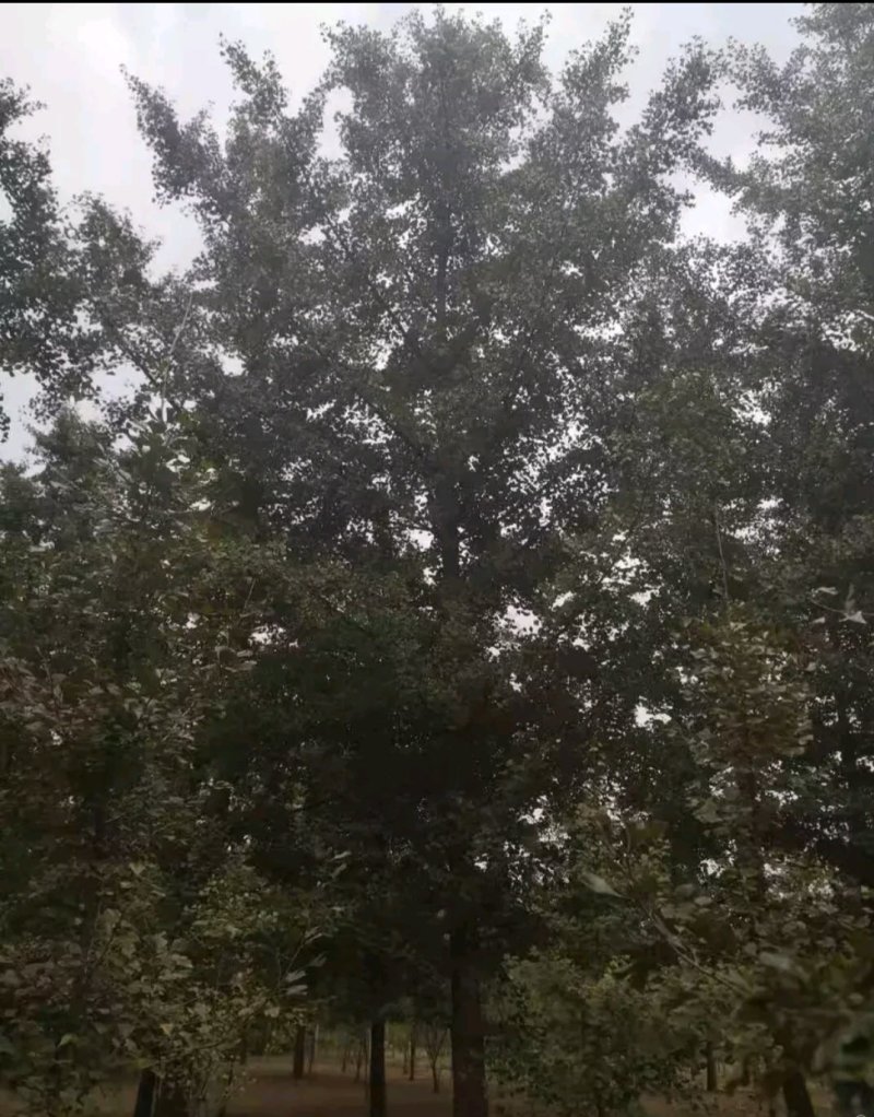 各种规格银杏树