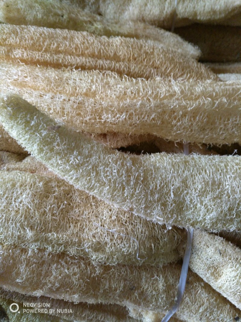 洗碗用丝瓜络：药用丝瓜络无皮元籽干品9元一斤。有大货批发